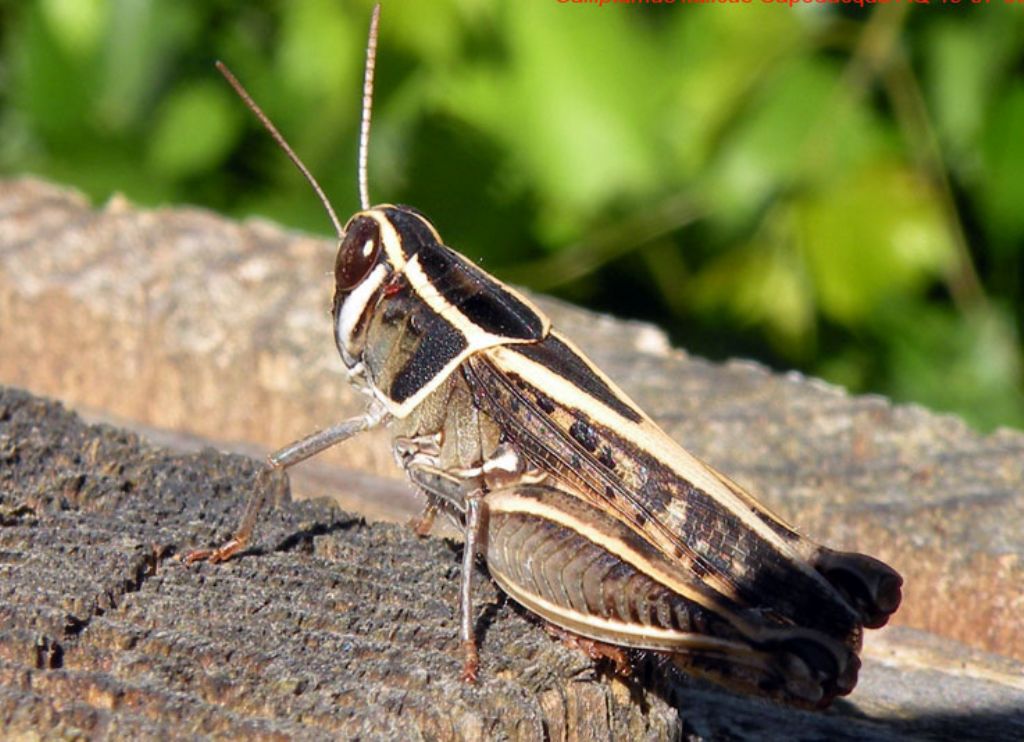 Calliptamus cfr. italicus  (Acrididae)